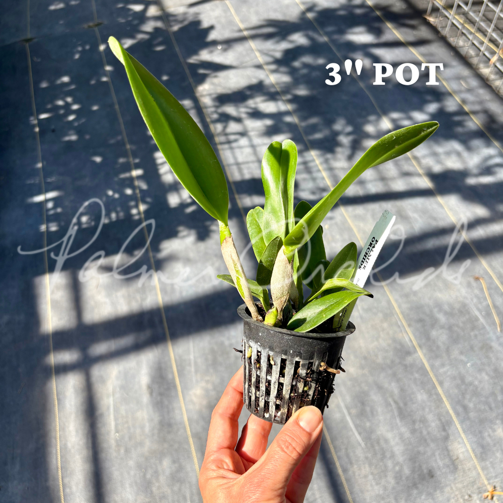 Rlc. Paradise Rose 'My Valentine' — Palmer Orchids